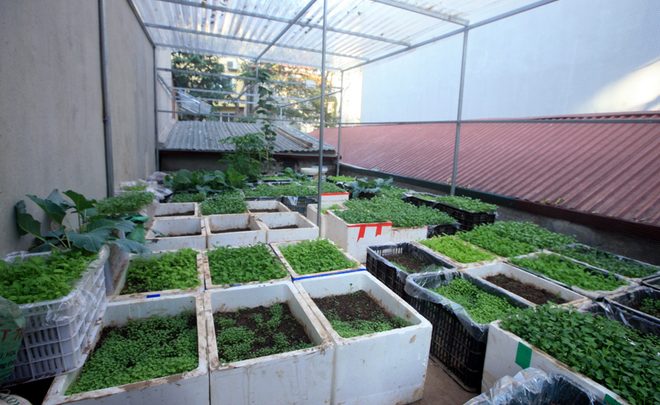 Thiết kế không gian thiên nhiên bằng cách trồng rau trong thùng xốp trên sân thượng