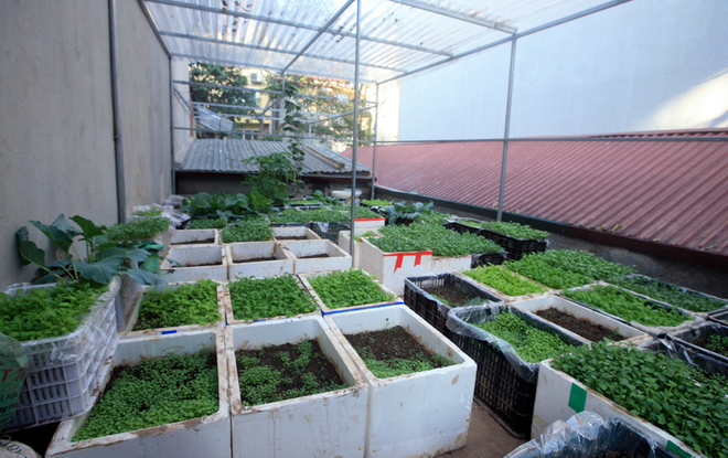 Thiết kế không gian thiên nhiên bằng cách trồng rau trong thùng xốp trên sân thượng